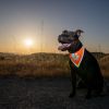 Orange Dog Bandana S Size Hi Visibility Reflective Blaze Orange Bandana for Small Pets Safety Accessories for Walking Camping and Off Leash Exploratio
