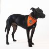 Orange Dog Bandana S Size Hi Visibility Reflective Blaze Orange Bandana for Small Pets Safety Accessories for Walking Camping and Off Leash Exploratio
